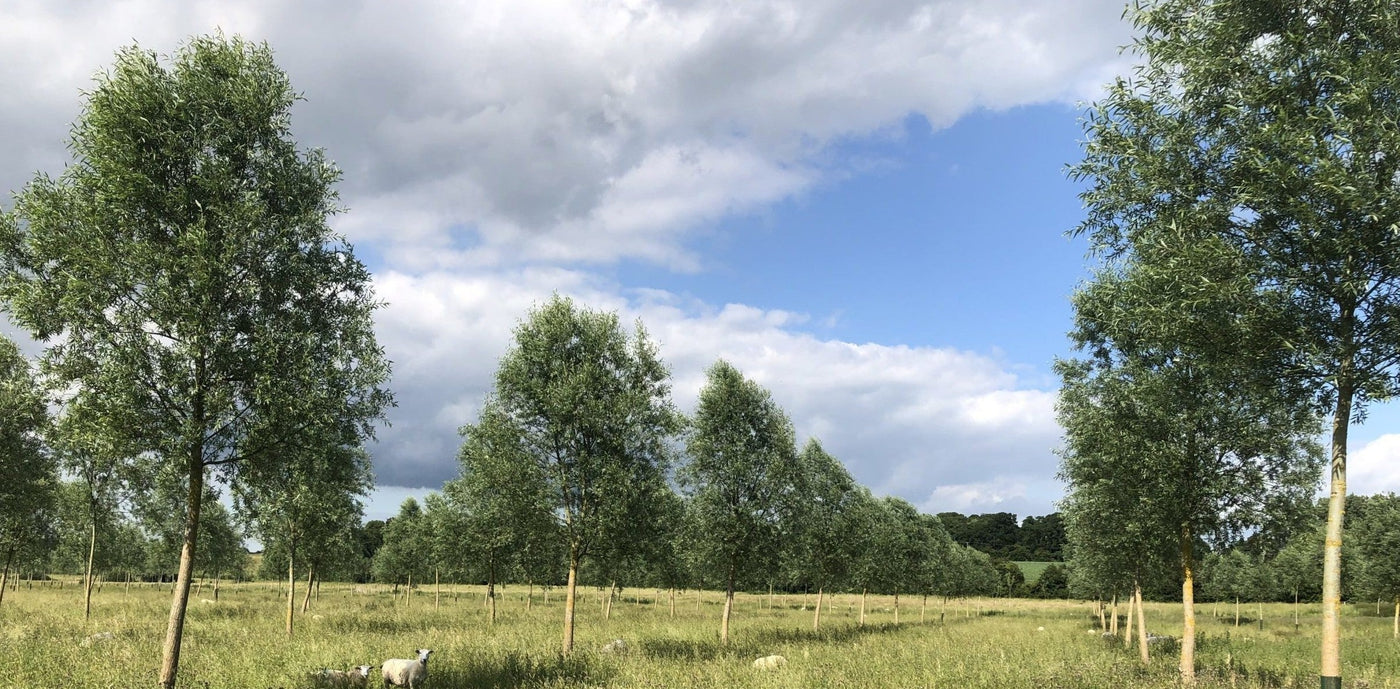 Choosing your Willow