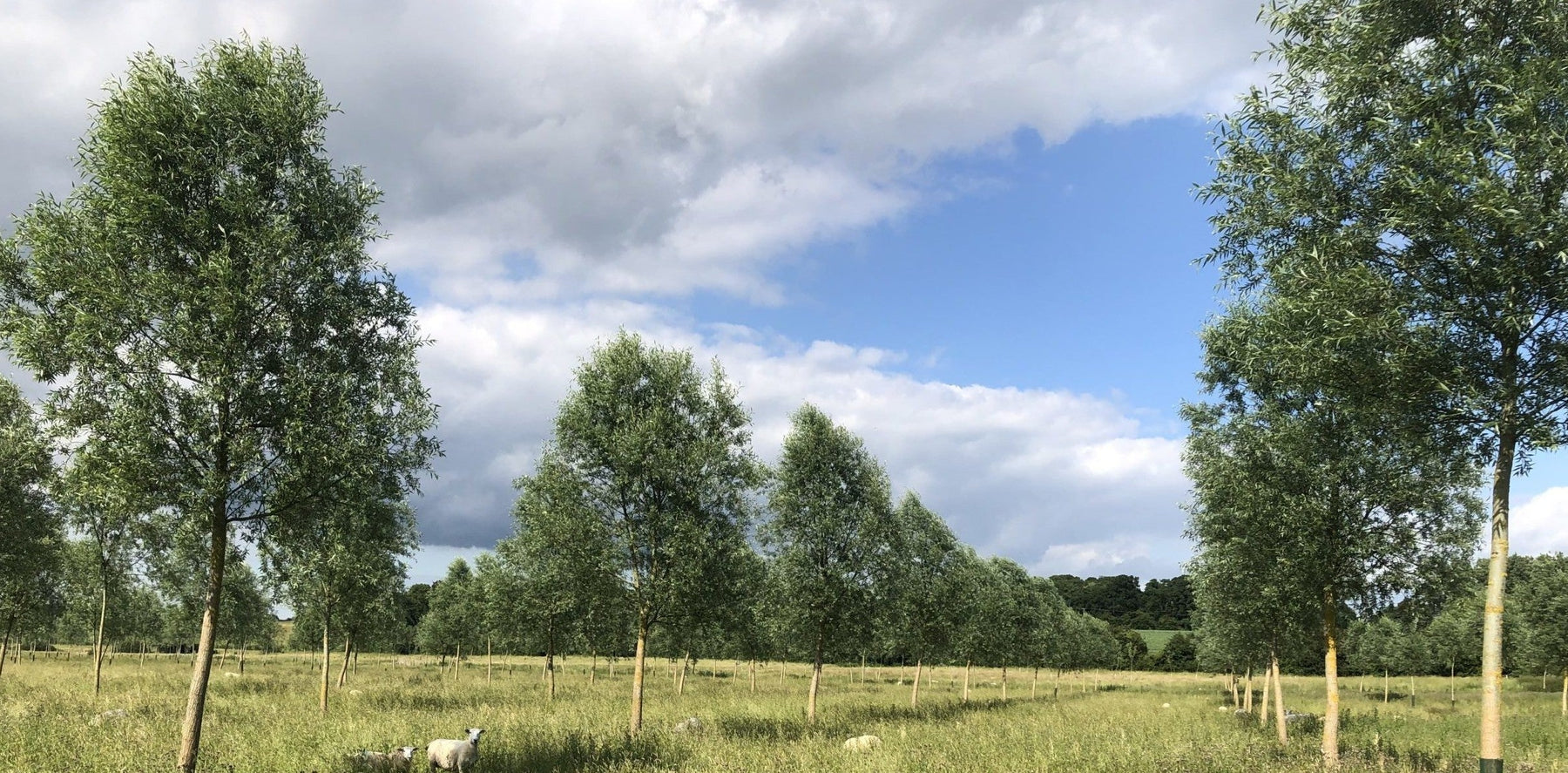 Choosing your Willow