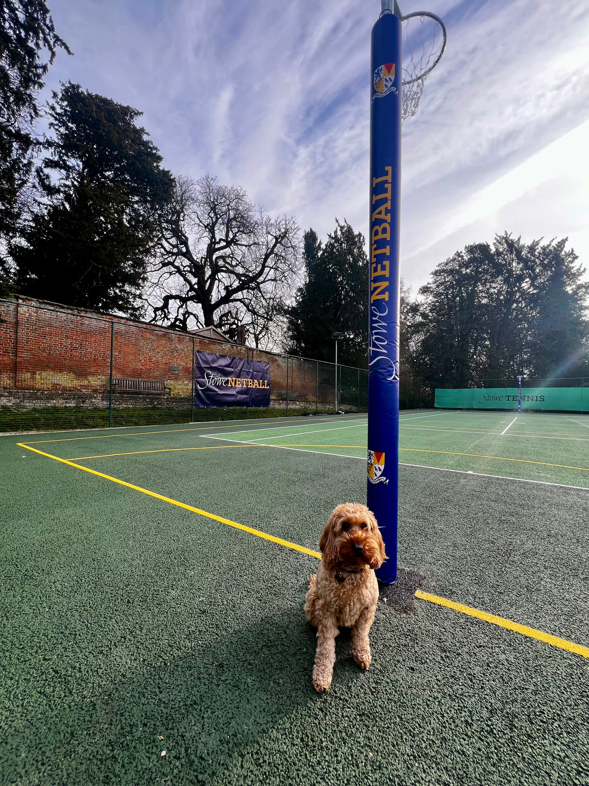 A curly-haired brown dog sits on a green netball court beside a blue post featuring Gilbert Custom Printed Netball Post Protectors by Gilbert, under a partly cloudy sky, with trees and a brick wall in the background.