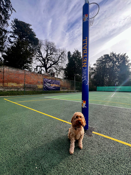 A curly-haired brown dog sits on a green netball court beside a blue post featuring Gilbert Custom Printed Netball Post Protectors by Gilbert, under a partly cloudy sky, with trees and a brick wall in the background.