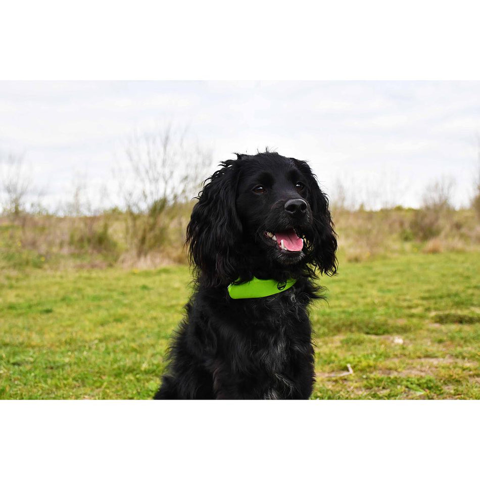 A black dog with wavy fur and a bright green collar fitted with the Six Peaks LED Dog Collar Light sits on grass in a field, looking to the side with its tongue out. Sparse trees and a cloudy sky are visible in the background.