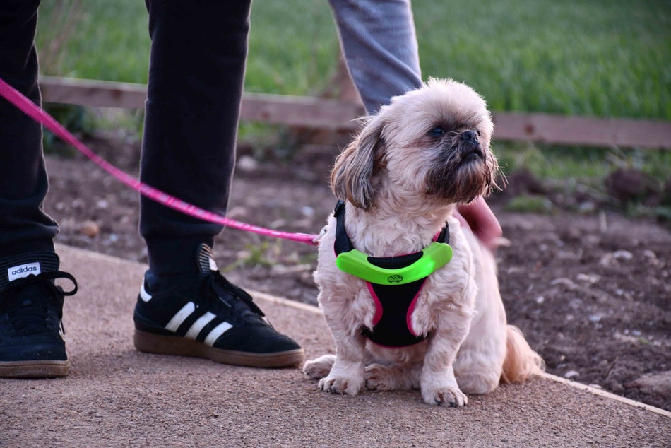 A small, fluffy dog with a green and pink harness and the Six Peaks LED Dog Collar Light sits on a sidewalk next to someone in black Adidas sneakers and jeans holding its pink leash, with grass and a wooden border behind them.